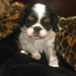 Cavalier King Charles Spaniel and English Toy Spaniel Puppies from Royal Heritage Spaniels