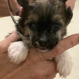 Sable Male - Sable male Chinese Crested puppy in Salt Lake City, Utah from Naked & Famous