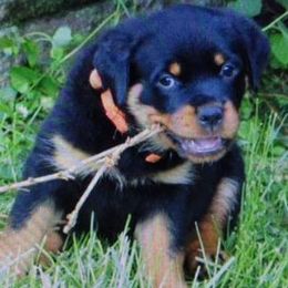 Rottweilers from Susan Reis