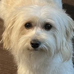 Penny - Havanese