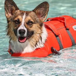 Tilly - Pembroke Welsh Corgi