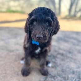 GUARDIAN HOME - Benji - Chocolate male Goldendoodle puppy in California City, California from Summer Sun Doodles