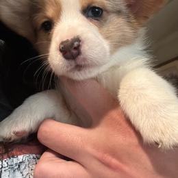 Laney - Blue merle and white female American Corgi puppy in Orangevale, California from Corgis of the Heart