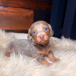 Precious - Fawn (isabella) and tan female Dachshund puppy in Washburn, Tennessee from Clinch Mountain Dachshunds