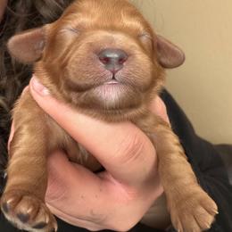 Adonis - Red male Cavapoo puppy in Auburn, California from Gold Country Doodles