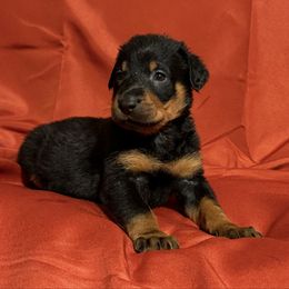 Blue Collar - Black and rust male Beauceron puppy in Floyd’s Knobs, Indiana from Birdwing Beaucerons