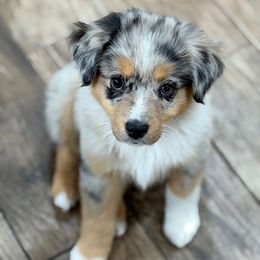 Pandora - Miniature Australian Shepherd