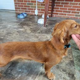 Vivian - Dapple female Dachshund puppy in Anderson, Kentucky from Iron Butterfly Kennels