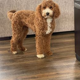 Jersey - Goldendoodle