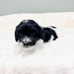 Pippin - Black female Australian Labradoodle puppy in Springfield, Ohio from Dawson & Daryn's Royal Companions