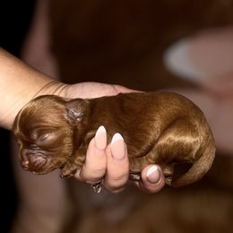 Autumn - Red female Cockapoo puppy in 77304, Texas from Little Valley Puppies
