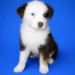 Beau - Red tri-color male Australian Shepherd puppy in Lakeland, Florida from Aussies of Hope LLC