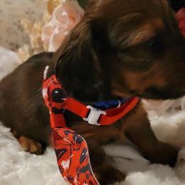 Dachshund Puppies from CLARK'S BREEDING PROGRAM