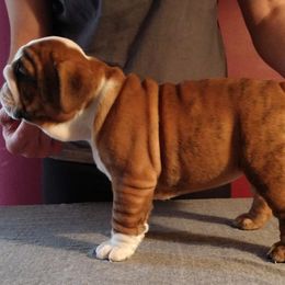 Bulldog Puppies from Big Pine Bulldogs