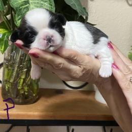 Shih Tzu Puppies from Willow Lane Shih Tzus