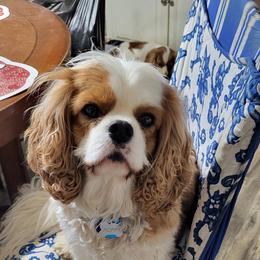 Cody - Blenheim male Cavalier King Charles Spaniel puppy in Hayes, Virginia from Lynsfaire Cavaliers