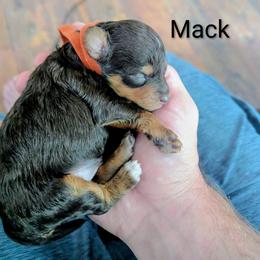 Macchiato (Mack) - Red phantom male Aussiedoodle puppy in Haleyville, Alabama from The Cuddly Dood Ranch