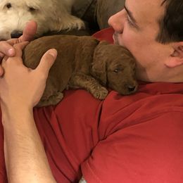Goldendoodle Puppies from Cooley Doodles
