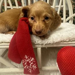 PERDY - Red male Dachshund puppy in Polo, Missouri from Blue Tails Farm