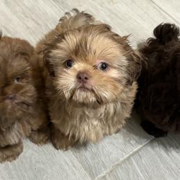 Shih Tzu Puppies from Mosley Kennel Shih Tzu