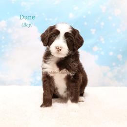 Dune - Chocolate male Australian Labradoodle puppy in Hurricane, Utah from Red Desert Doodles