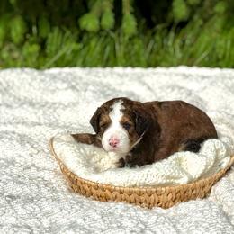 Tucker - Sable male Bernedoodle puppy in Bremen, Indiana from Farmland Doodles