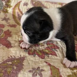 Teddy - Black and white male Boston Terrier puppy in Alabama from Southern Bulldogs