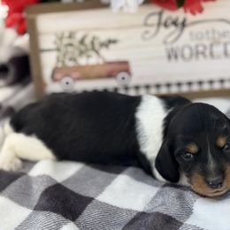 Millie - Piebald female Dachshund puppy in Colbert, Oklahoma from Brooke Crenshaw