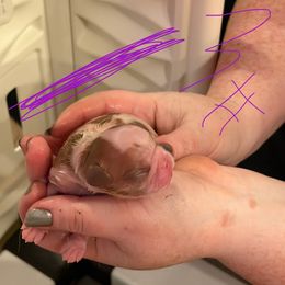 Enchanting Charlies Perfect Fit - Red and white female English Toy Spaniel puppy in Pennsylvania from Enchanting Charlies