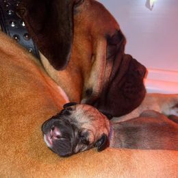 Bullmastiffs from Belleza Bullmastiffs