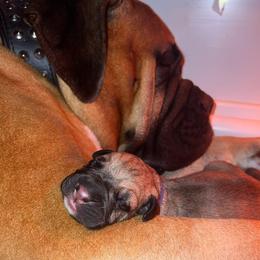 Bullmastiffs from Belleza Bullmastiffs