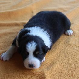 Scottsdale - Black tri-color male Australian Shepherd puppy in Kansas, Oklahoma from Windy G Farm