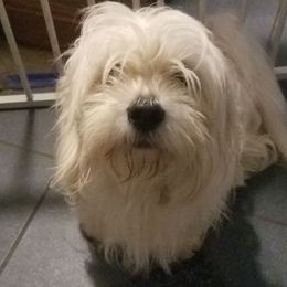 Dudley - Lhasa Apso