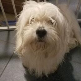 Dudley - Lhasa Apso