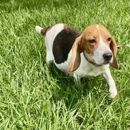 Brandy - Beagle