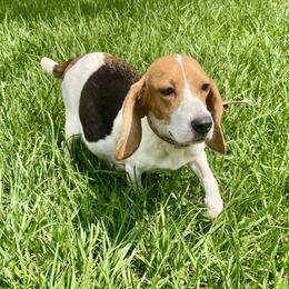 Brandy - Beagle