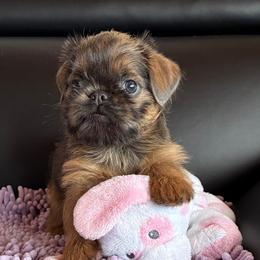 Brussels Griffon puppies from JOVAL Brussels Griffons