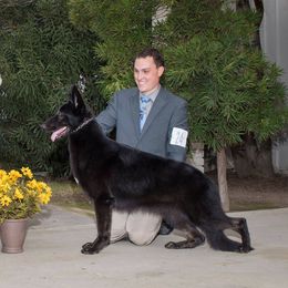 Madea - German Shepherd