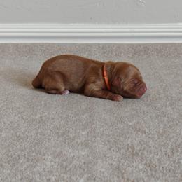 Orange Girl - Red  female Goldendoodle puppy in Guthrie, Oklahoma from Edmond Doodles, LLC