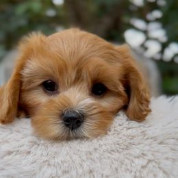 Muffin - Red female Cavapoo puppy in Arlington, Texas from Van Haselen Poodles and Doodles