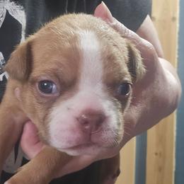 BoY 1 is Oliver - Red male Boston Terrier puppy in Versailles, Indiana from Benhams Bostons