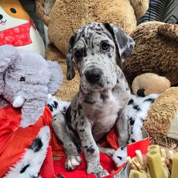 Freddy - Merle male Great Dane puppy in Gainesville, Florida from Your Cuddly Companions
