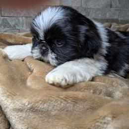 Easter Lily - Black and white female Companion Cross puppy in Clyde, North Carolina from Shawgo Pups