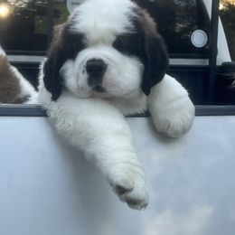 Boy 1 - Mahogany and white male Saint Bernard puppy in North Beach, Maryland from Mt.Harmony Saint Bernards