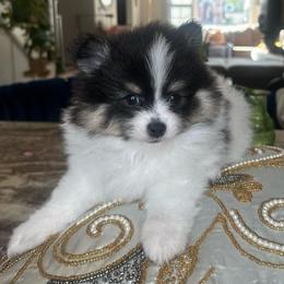 Lennox - Tri-colored male Pomeranian puppy in Bayonne, New Jersey from Pomeranian Dream