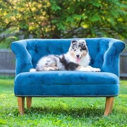 Collie Puppies from Fianna Collies