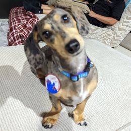 Charlie - Dachshund