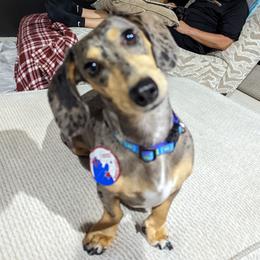 Charlie - Dachshund