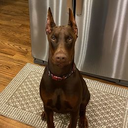 Rino - Doberman Pinscher