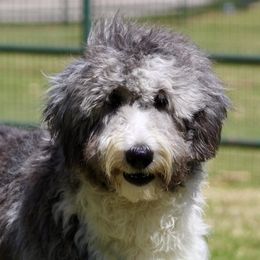 Aussiedoodles and Sheepadoodles from Hey, Dood!